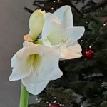 Symbolisch bloemschikken tijdens Advent en Kerst